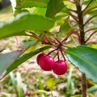マンリョウの画像