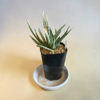 ガステリアの画像