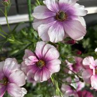 ラナンキュラス　ラックス,キングフィシャーデージー,玄関アプローチ,庭の画像