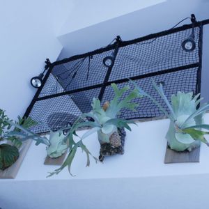 観葉植物,植物のある暮らし,一眼レフ, ビカクシダの画像