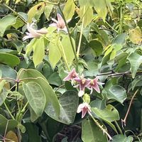 ムベ,イタドリ,ミツカドネギ,アリウムトリケトラム,ウオーキングの画像