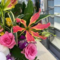 グロリオサの画像