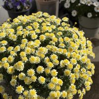 マーガレット,ボンザマーガレット,ボンザマーガレット　レモンイエロー,花のある暮らし,黄色の花の画像