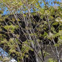 アオダモの画像