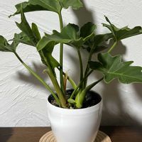 セロームの画像