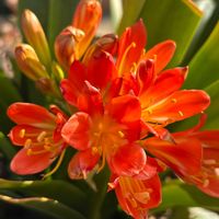 アジュガ,クンシラン,鉢植え,花のある暮らし,シソ科アジュガ属の画像