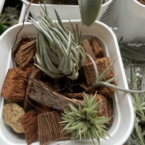 チランジア,エアプランツの画像