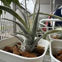 チランジア,エアプランツの画像