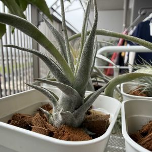 チランジア,エアプランツの画像