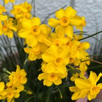 プリムラ　ジュリアン,水仙,癒し,ありがとう❤️,素敵な時間の画像