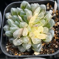 オブツーサ,ハオルチア,プリン×オブツーサ,多肉植物,軟葉系ハオルチアの画像