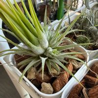 チランジア,イオナンタ,エアプランツの画像