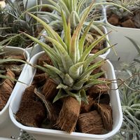 チランジア,イオナンタ,エアプランツの画像