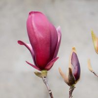 シモクレン,自然,紫の花,季節の花,綺麗の画像