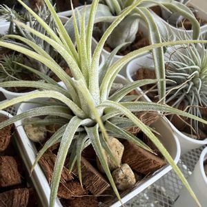 チランジア,イオナンタ,エアプランツの画像