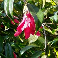 マンデビラの画像