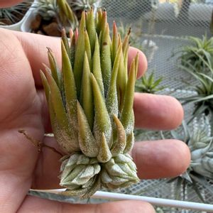 チランジア,イオナンタ,エアプランツの画像