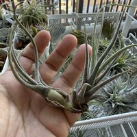 チランジア,エアプランツの画像