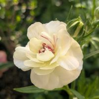 スモークツリー,ラナンキュラス,ラナンキュラスラックス,ラナンキュラスラックス　ニノス,ラナンキュラスラックス　ベスタリスの画像