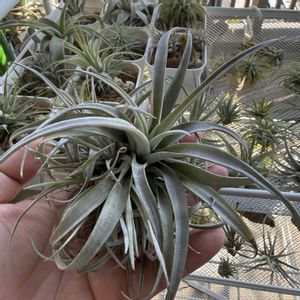 チランジア,エアプランツの画像