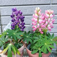 ルピナスの画像