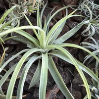 チランジア,エアプランツの画像