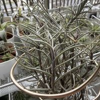 チランジア,エアプランツの画像