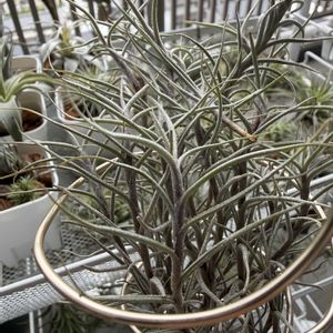 チランジア,エアプランツの画像