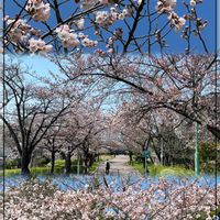 サクラ,スイセン,チューリップ,トサミズキ,ハクモクレンの画像