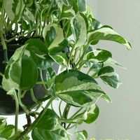 ポトス,ポトス・エンジョイ,観葉植物,植物のある暮らし,ハンギングの画像