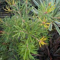 バンクシア,バンクシア エリシフォリア,ヘアピン　バンクシア,リューカデンドロン・シックスティーンキャンドルズ,バンクシア オブロンギフォリアの画像