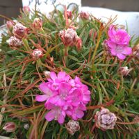 アルメリア,アルメリア アルマダ,小さな花,ピンクワールド,SDGsの画像