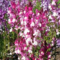 ヒメキンギョソウの画像