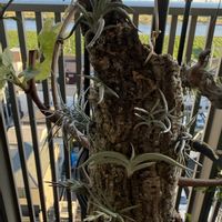 チランジア,エアプランツの画像