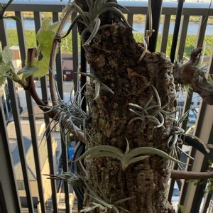 チランジア,エアプランツの画像