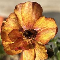 アネモネ,モクレン,ラナンキュラス,八重咲き　アネモネ,ラナンキュラスラックスの画像