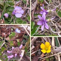 オオイヌノフグリ,ツクシ,スミレ,カタバミ,ヒメオドリコソウの画像