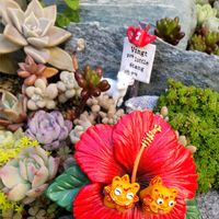 朧月,虹の玉,桃太郎,黄金細葉万年草,繋がりに感謝✨の画像