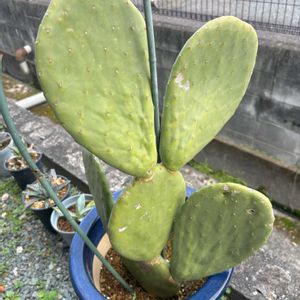 団扇サボテン,団扇サボテン,男前の画像