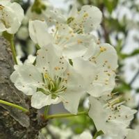 スモモ,白い花,樹木,おでかけ先,木に咲く花の画像