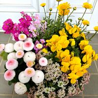 マーガレット,ビオラ,寄せ植え,春の庭,ハンギングの画像