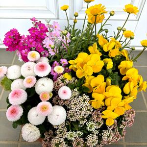 マーガレット,ビオラ,寄せ植え,春の庭,ハンギングの画像