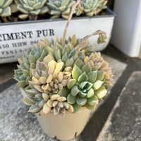 ゆらら,多肉植物,多肉大好き,多肉中毒,多肉のある暮らしの画像