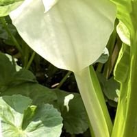 水芭蕉,猿猴草(えんこんそう),池の水芭蕉の花,池の水芭蕉の花,美しい花の画像