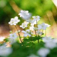 ニリンソウ,ミラーレス一眼,花の撮影,ED300mmF4PROの画像