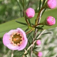 ツルニチニチソウ,ポピー,ヒメリンゴ,モッコウバラ,ワックスフラワーの画像