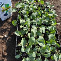 ブロッコリー,ガーデニング,種から,種まき,楽しみ〜の画像