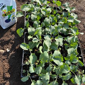 ブロッコリー,ガーデニング,種から,種まき,楽しみ〜の画像