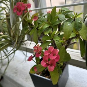 盆栽,多肉植物,観葉植物,鉢花,花のある暮らしの画像