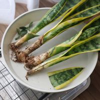 サンスベリア,サンスベリア,サンスベリア・ローレンティ,観葉植物,室内組の画像